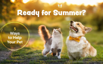 Read for Summer? 5 Ways to Help Your Pet