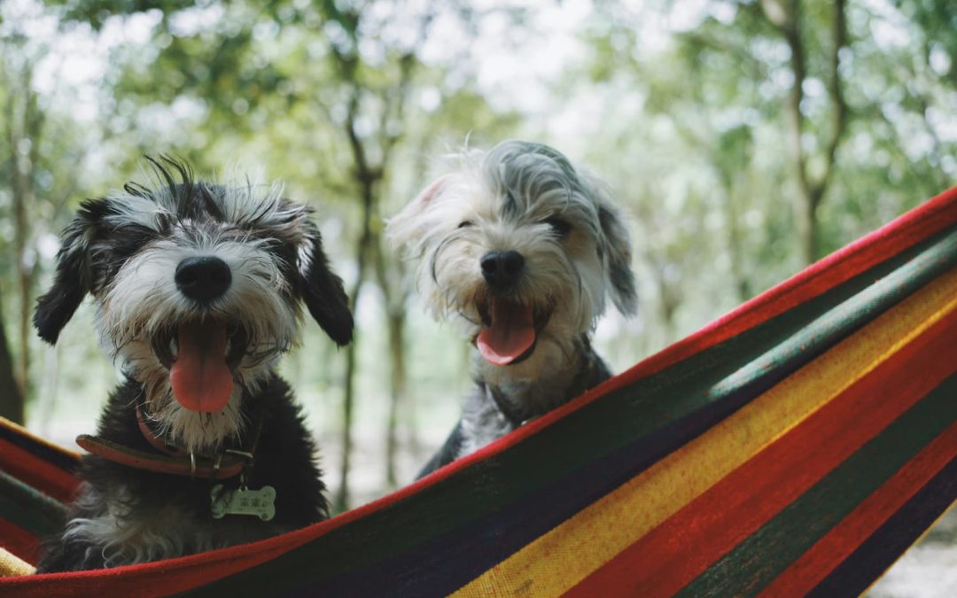 two dog in a hammock beside the trees