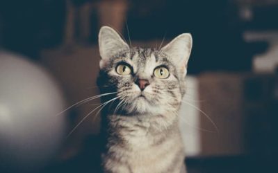 Taking Care of Your Feline: How Regular Veterinary Visits Can Improve Your Cat’s Life