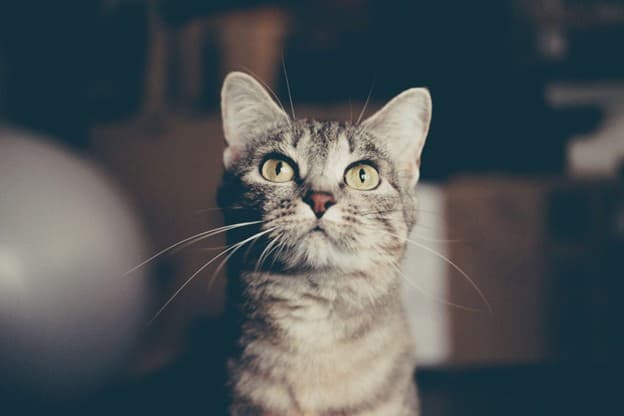 A curious cat gazes up at the camera, with a soft, blurred background enhancing its focus.
